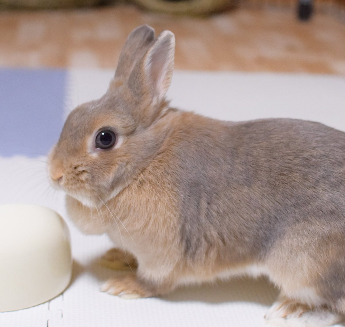 こはるパパ tweet media