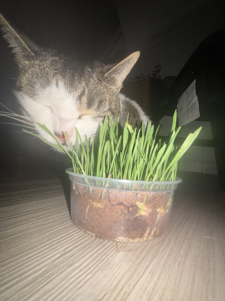 katie | pitt spoilers! tweet media