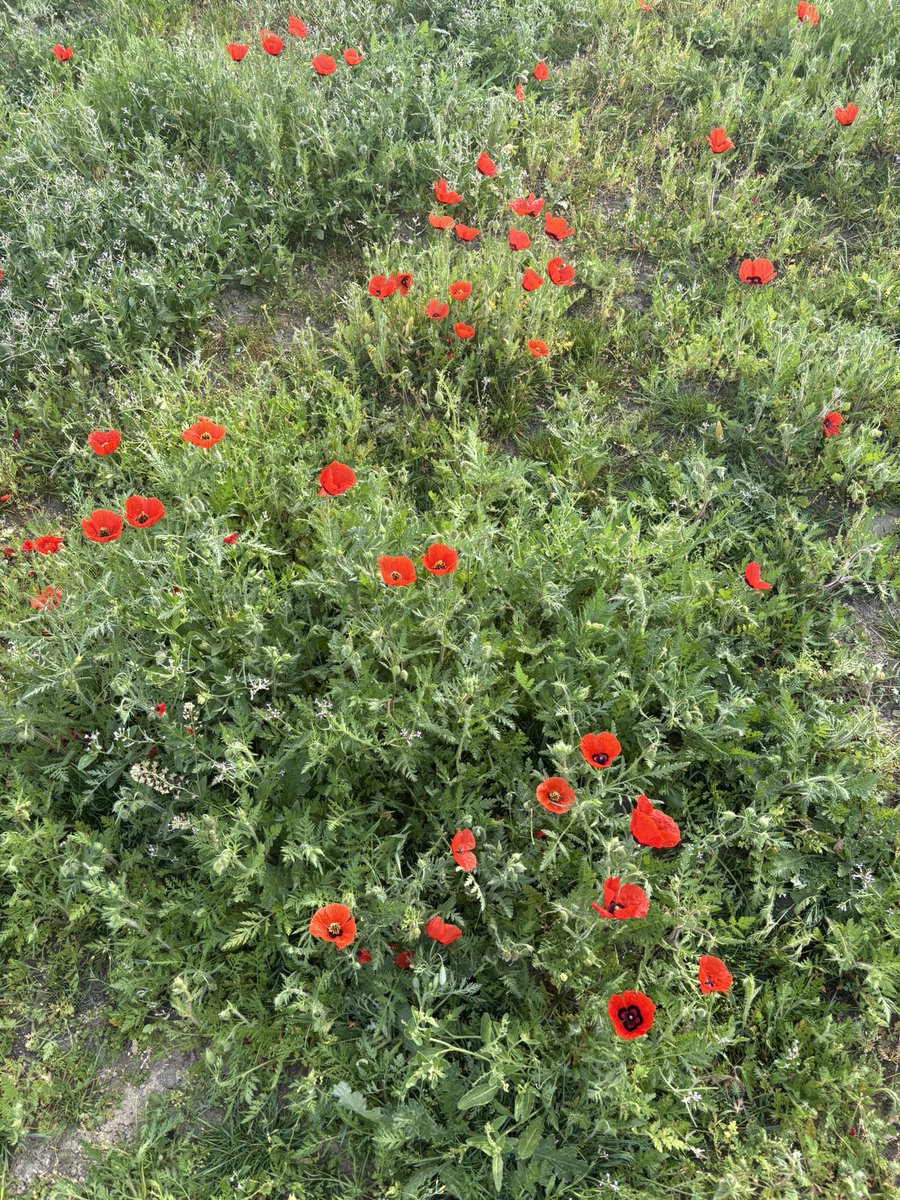 Okhunjonov tweet media