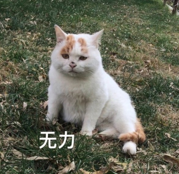 菜刀剃头教教主🏳️‍⚧️ tweet media