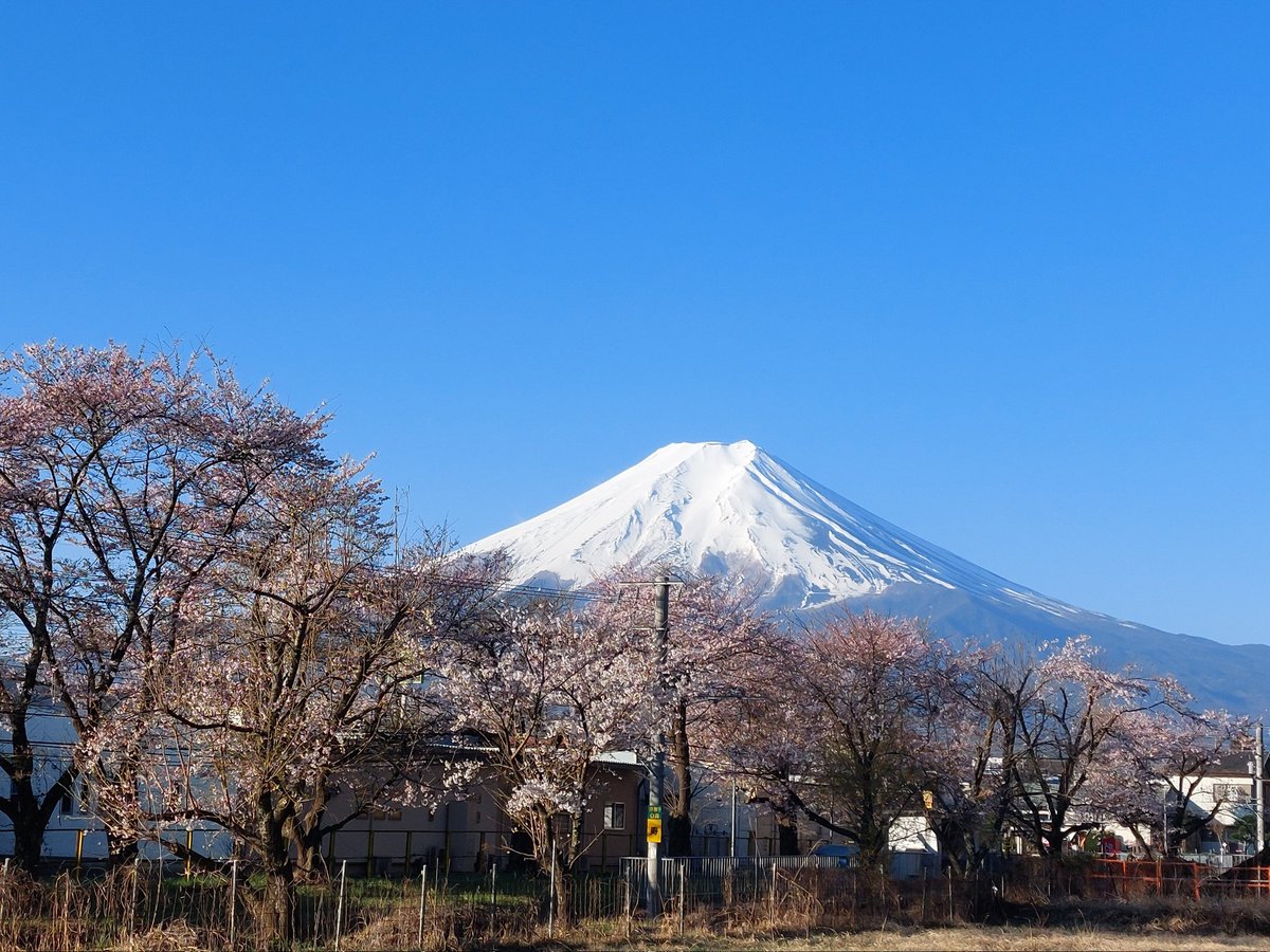 ぴょぽーん tweet media