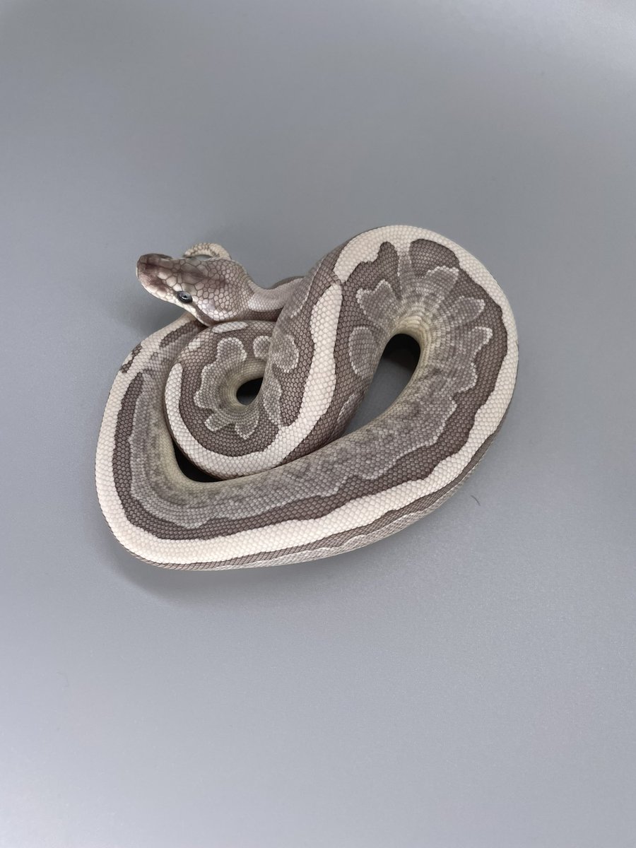HIROHARU (SUNRIZE Ball Python) tweet media