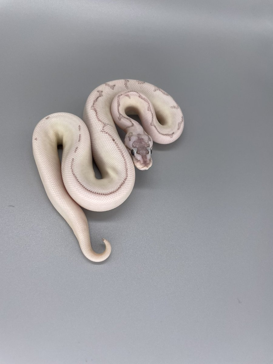 HIROHARU (SUNRIZE Ball Python) tweet media