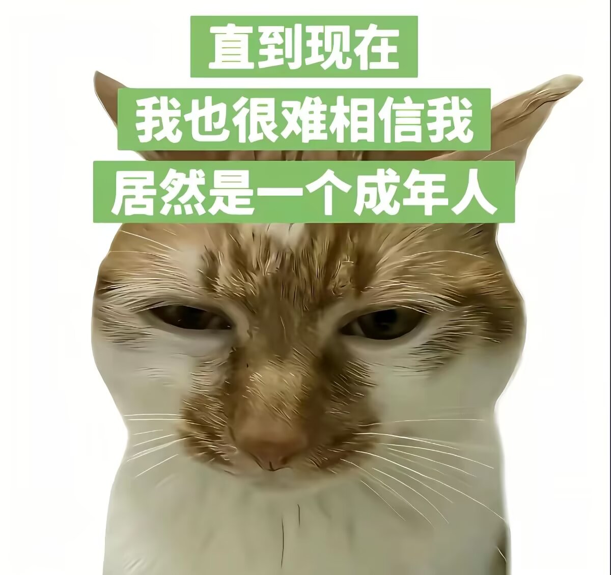 川 tweet media