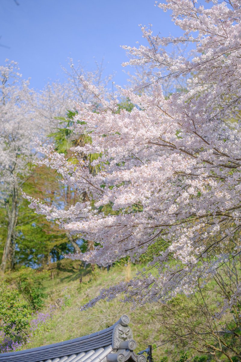 西国第七番 岡寺 tweet media