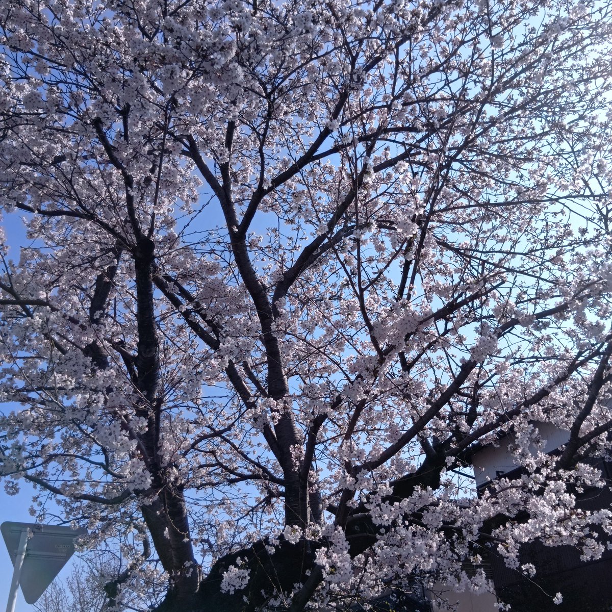 ルビー tweet media