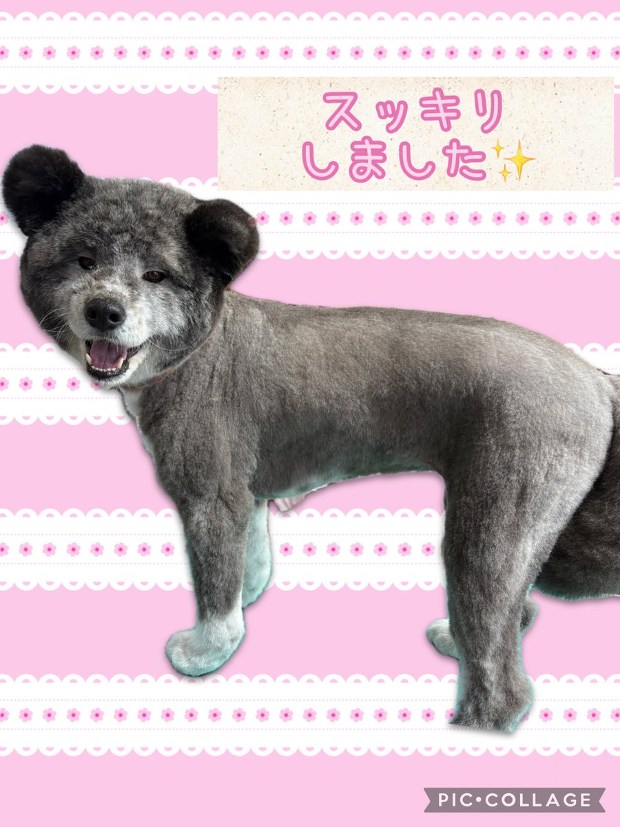 petsalonhug's tweet photo. 常連様の秋田犬、『ゆずちゃん』をご紹介します☺️

笑顔がとっても可愛いゆずちゃん💕
近づくと尻尾を振ってペロペロと舐めてくれます✨
なんて人懐っこくて、可愛いのでしょう😘

♯全身10㎜カット https://t.co/lxPPMSoGik