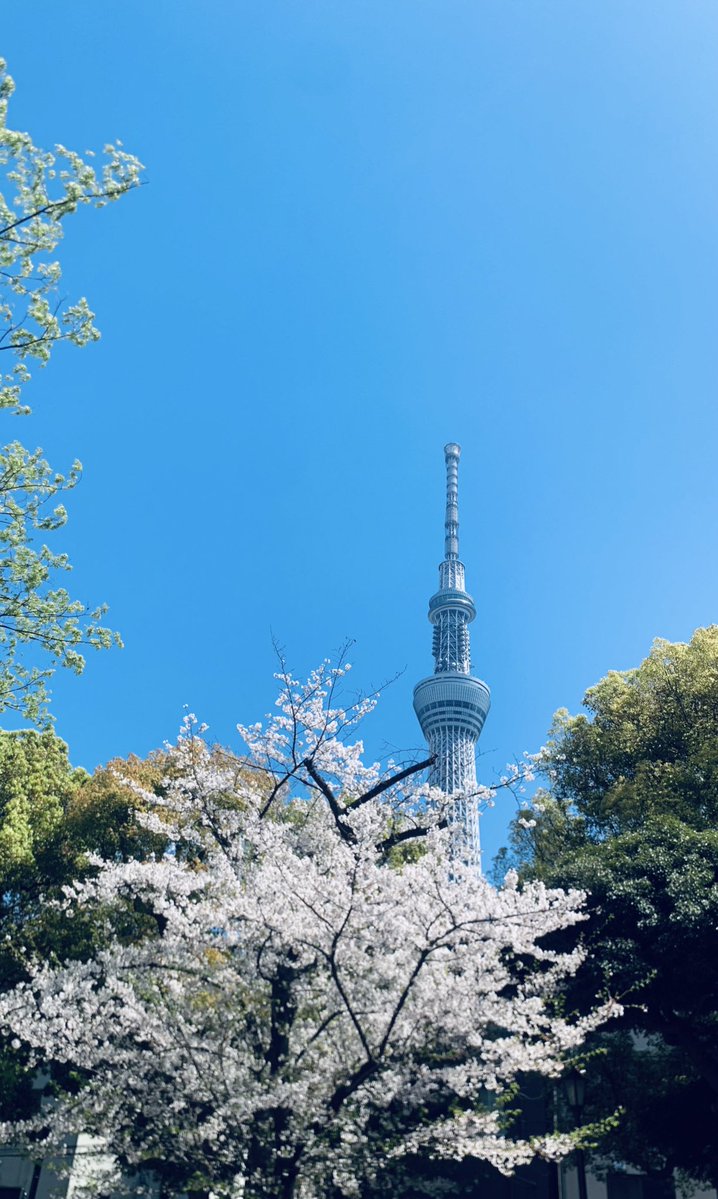 百雲千宵 Mogumo Chiyoi☁️🌕 tweet media