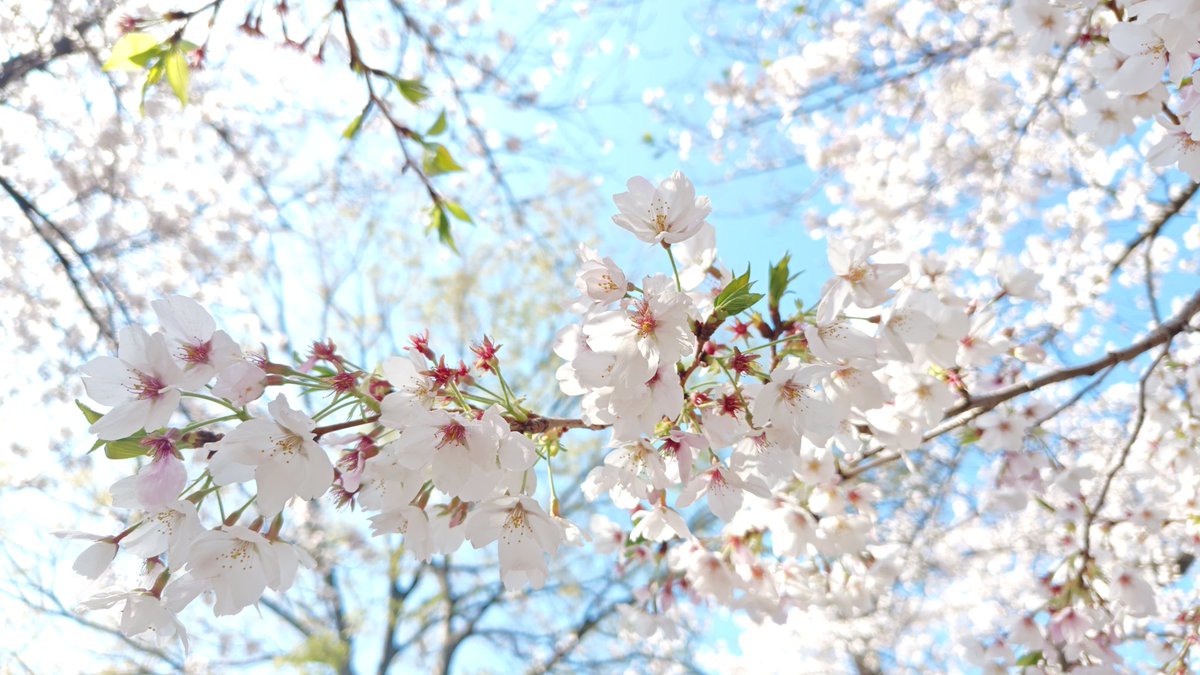 さくらといんこ tweet media