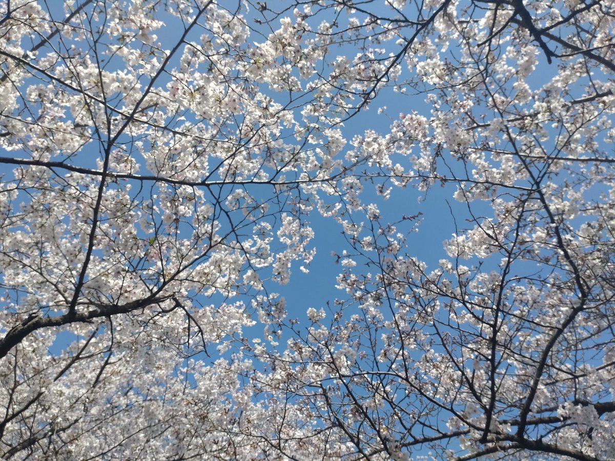 よしの tweet media