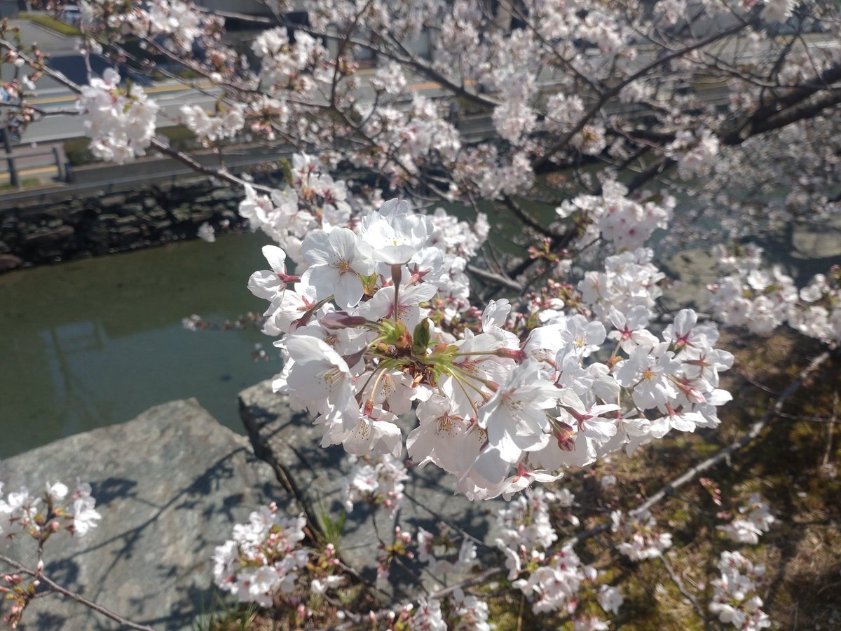 よしの tweet media