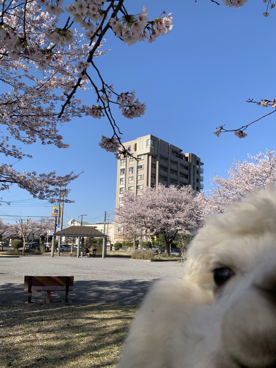 自撮り