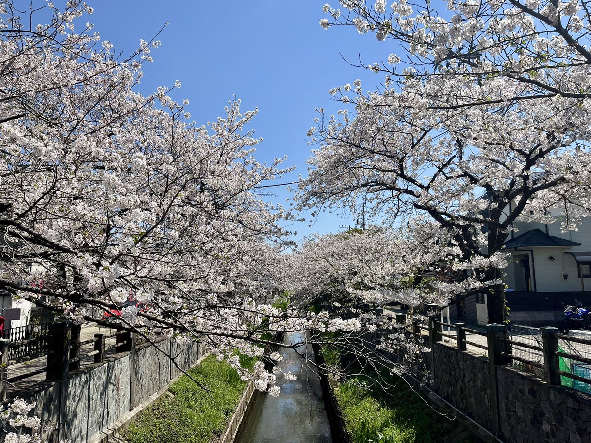 niromi ohta ニロミ😉ライバルは黒柴犬 tweet media