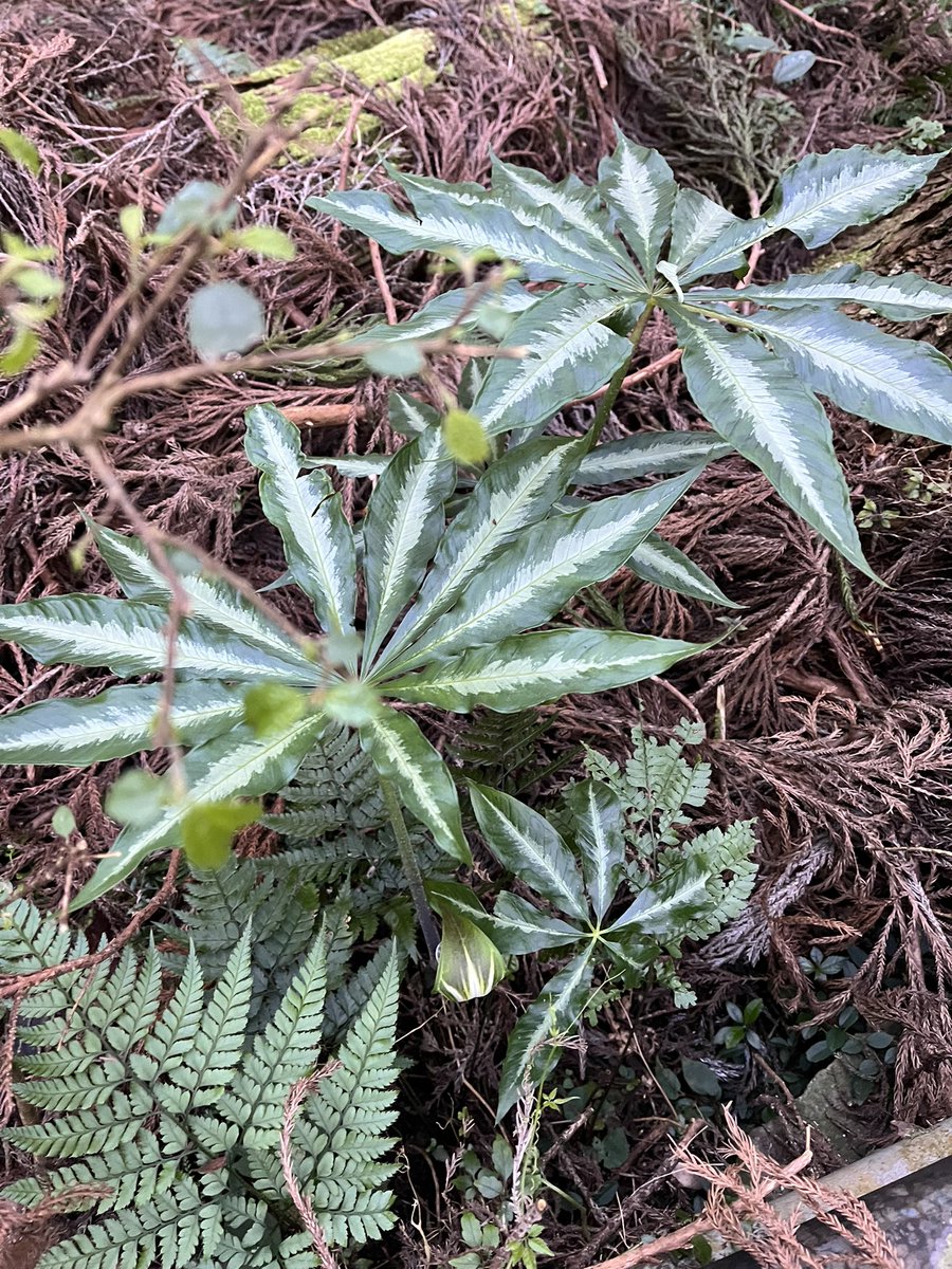 ねめ@毒イモおぢさん　🌸9⃣ tweet media