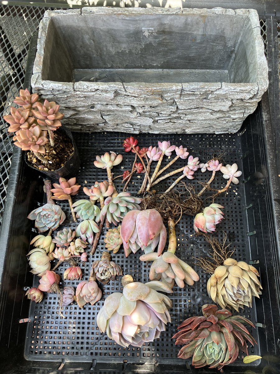 Sun- Flower❖Sol Flor tweet media