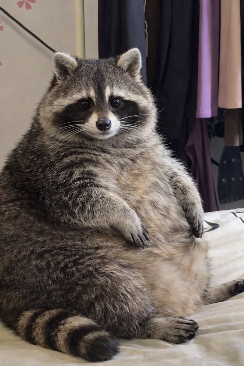 ボトイさん tweet media