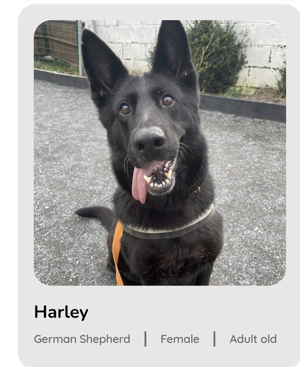 ifkate 🩷🍓🇮🇪 tweet media