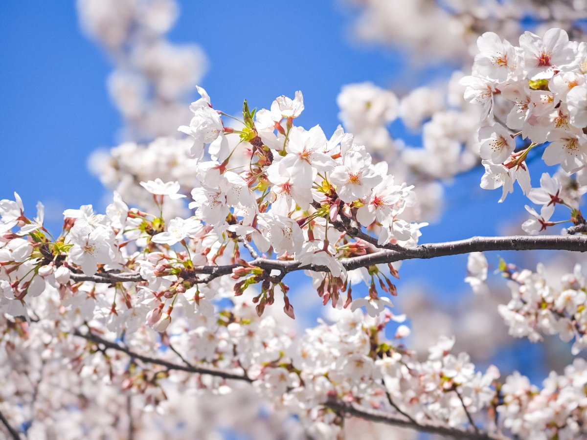 有伽@スタレゾ tweet media