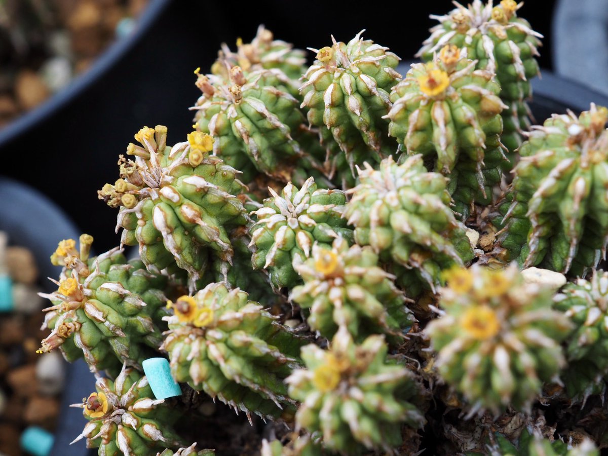 ぼびぃ tweet media