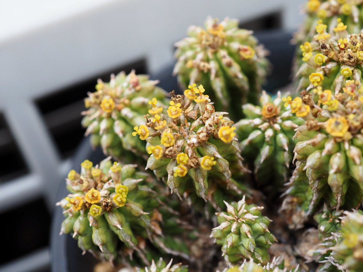 ぼびぃ tweet media