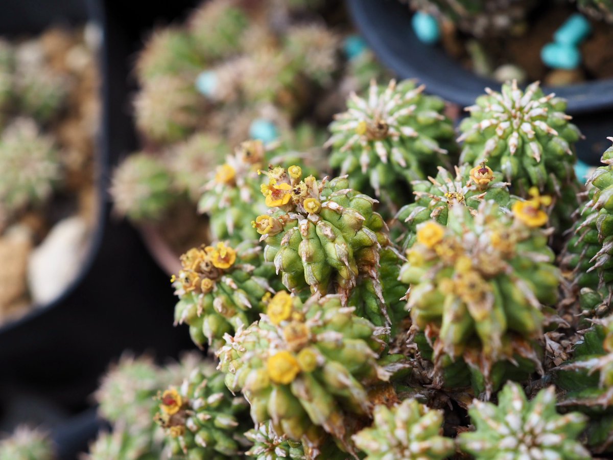 ぼびぃ tweet media