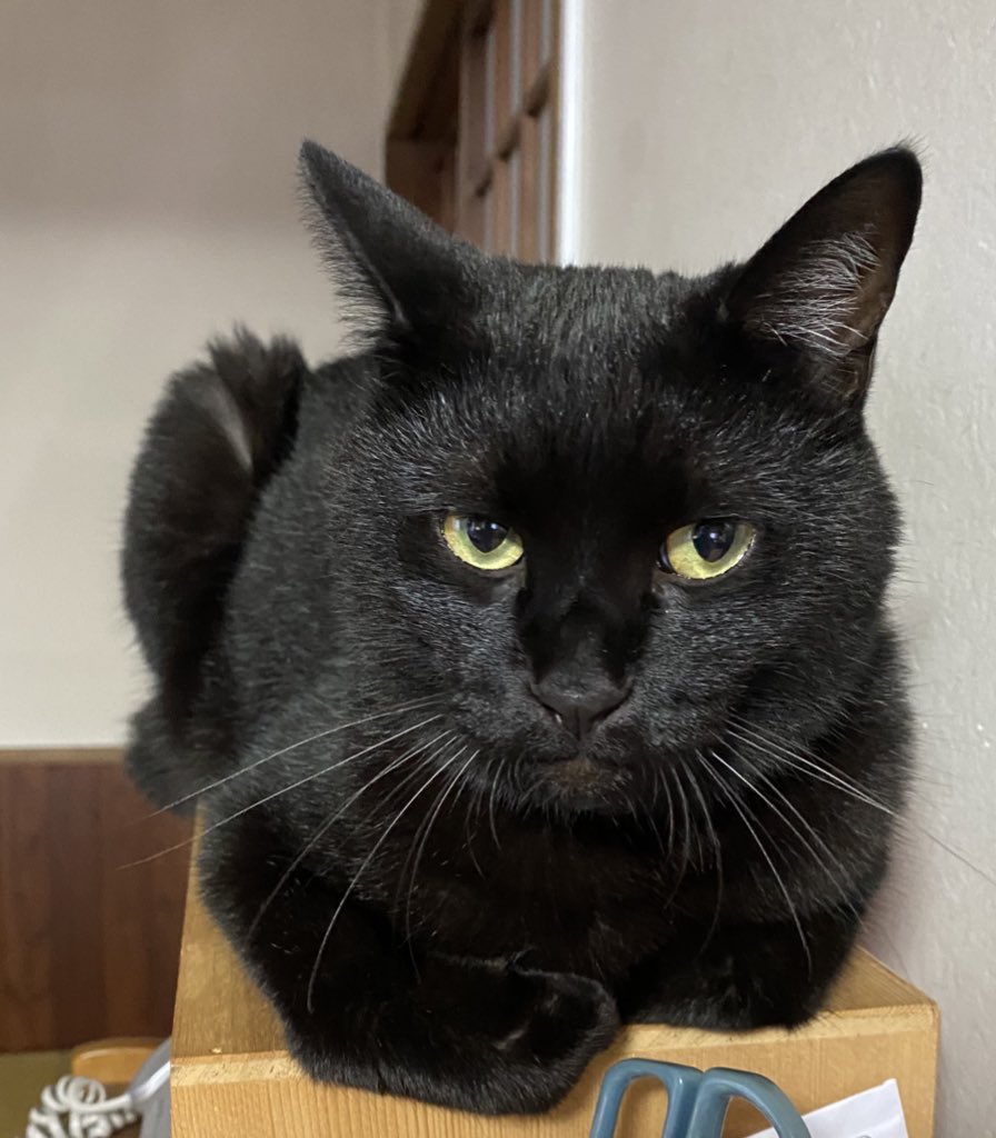 ✺うに✺ tweet media