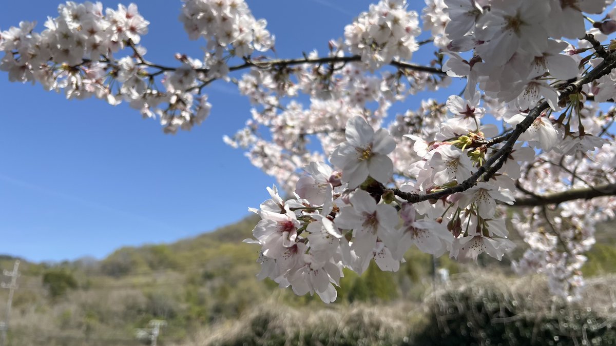 マツウラ tweet media