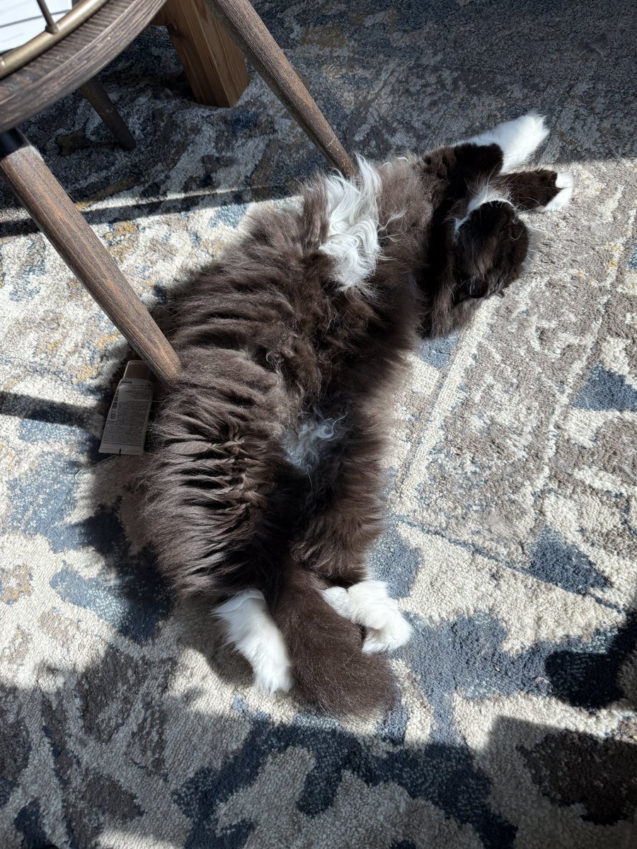 魚介系サイベリアン🐟🐾 tweet media