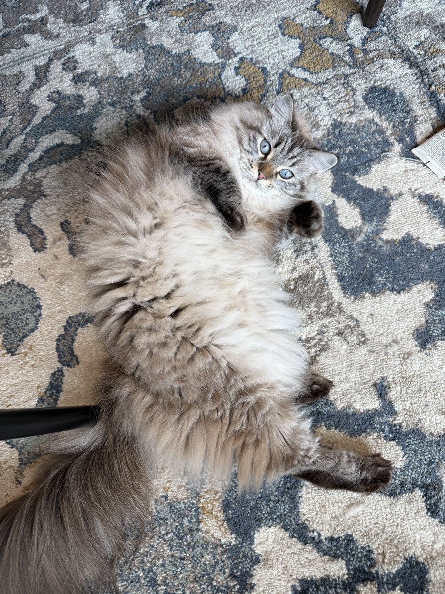 魚介系サイベリアン🐟🐾 tweet media