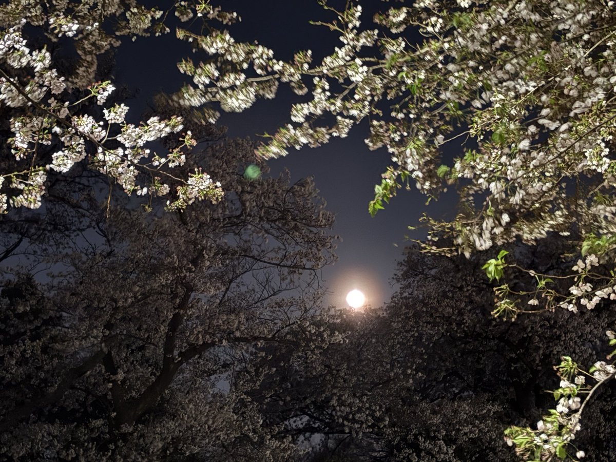 REFLE58037444's tweet photo. 雨上がりの夜桜にピンクムーン🌕、
綺麗でしたね✨

新しい事を始めたくなる春です。

☘️リフレ体験レッスン☘️ 
東京校　4/6(月) 4/18(木)
大阪校　4/5(日) 4/16(木)
いずれも10:00〜12:00

参加お申込みは、
sodan@refle.co.jp https://t.co/rbceMlibD7