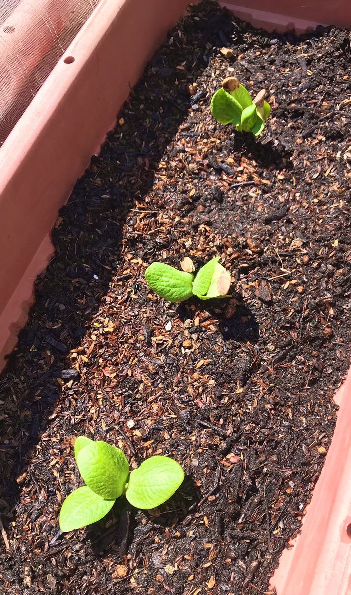 7c__chan's tweet photo. カボチャの芽が出てきた🌱 https://t.co/sXF7p9MBj4