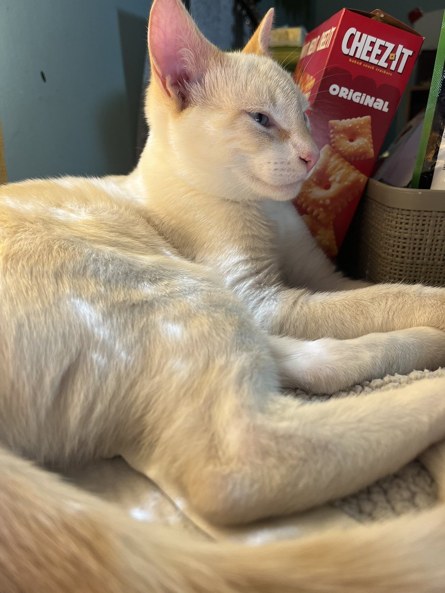 x - pluto 🦧🏒 tweet media