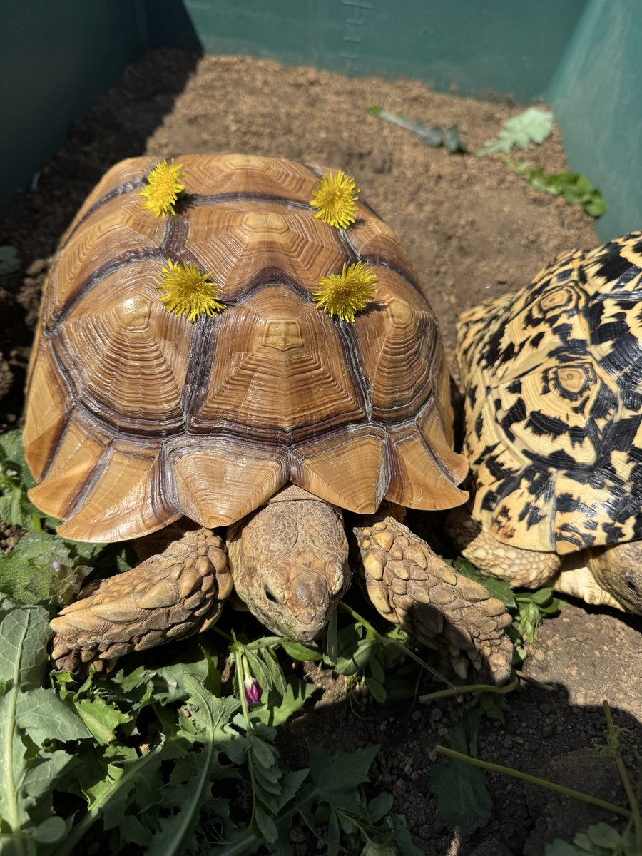 tortoiseplanet's tweet photo. はなちゃん
人間に遊ばれるケヅメリクガメ😋 https://t.co/91BXLPOy33