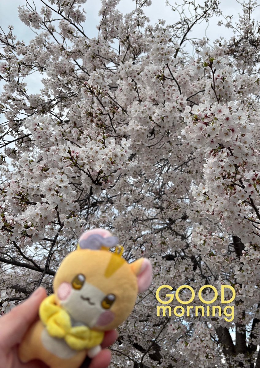 ya---ko ʚやーこɞ ♡⃜ ₍ᵔ·͈༝·͈ᵔ₎ tweet media