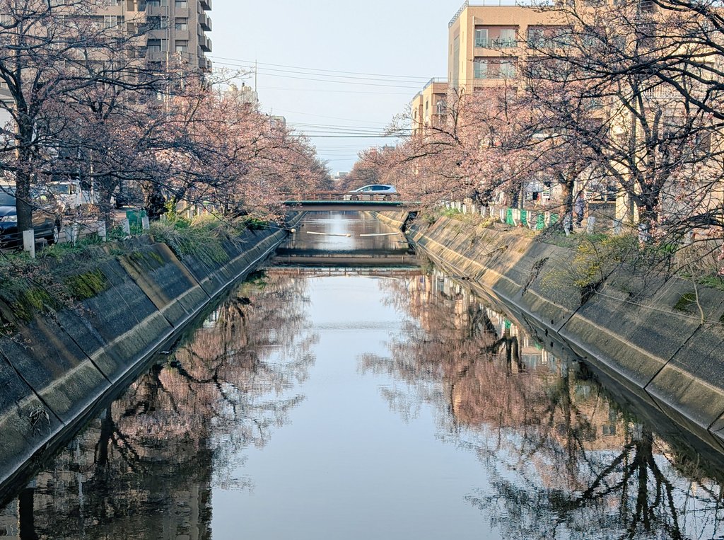 今日の福島江。桜がほころび始めていました。