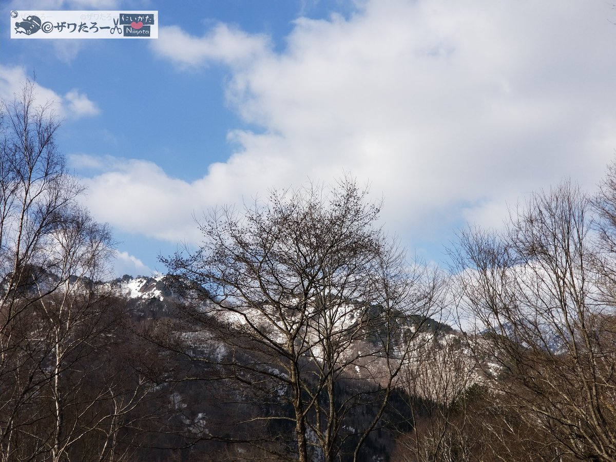 ザワたろー🐸✂️新潟県を切り刻むモリアオガエル tweet media