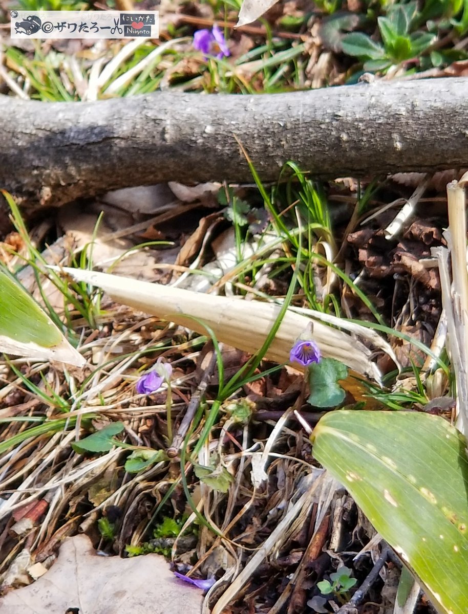 ザワたろー🐸✂️新潟県を切り刻むモリアオガエル tweet media