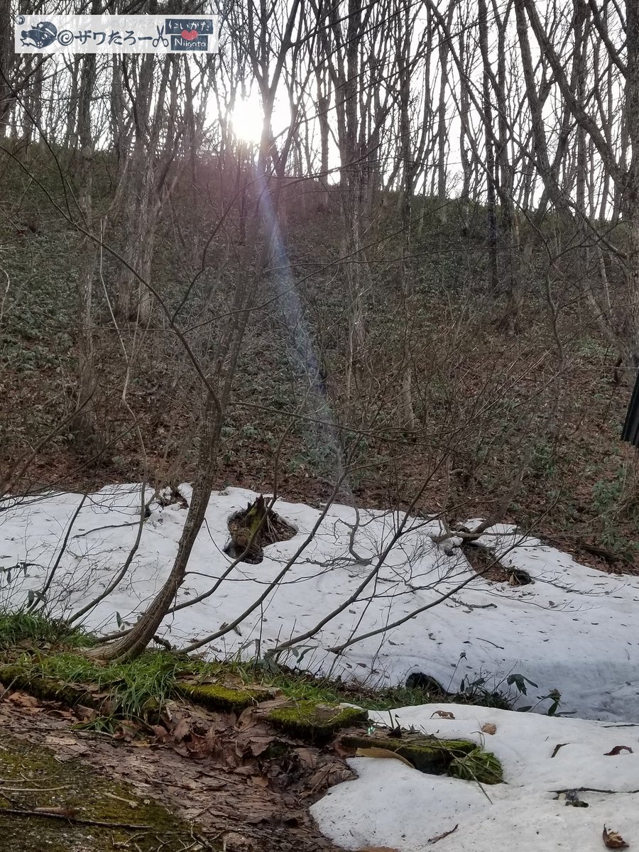 ザワたろー🐸✂️新潟県を切り刻むモリアオガエル tweet media