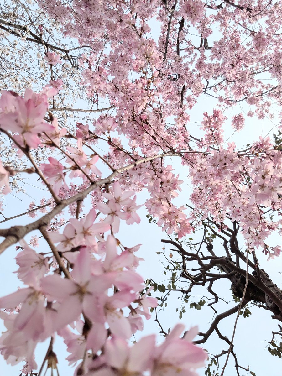 🌸まみ🌸(よっし〜♡) tweet media