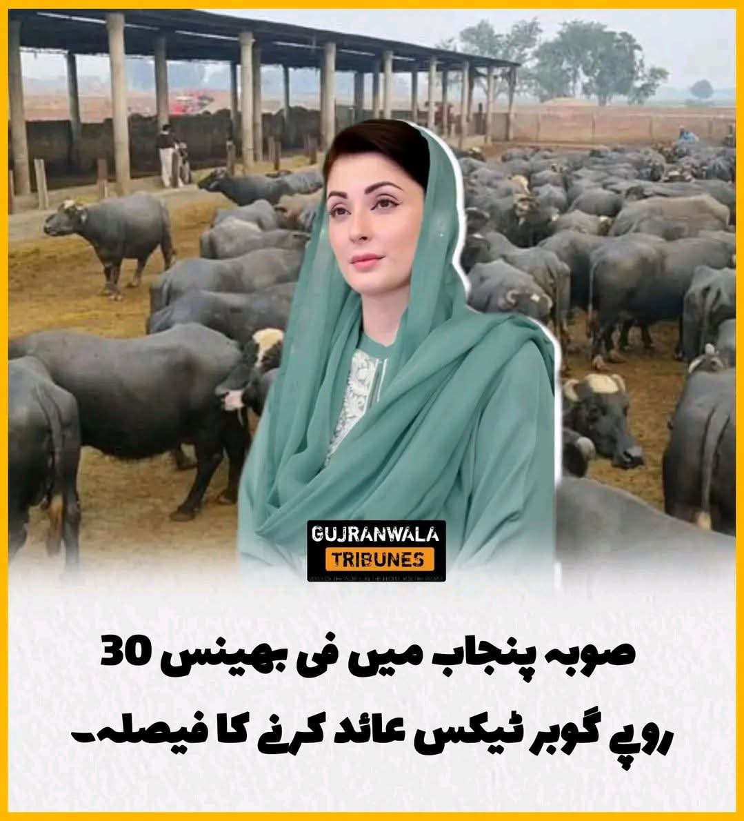 پنجاب حکومت عوام کی بہتری کیلئے ہر ممکن کوشش کررہی ہے جتنا زیادہ ٹیکس اکٹھا ہوگا 
عوام اتنی زیادہ خوشحال ہوگی 
لیڑینوں پر بھی ٹیکس لگ جائے تو اتنی گندگی نہ پھیلے 
سندھ کے مراد علی شاہ صاحب کو پنجاب حکومت سے سیکھنا چاہیے 
گجر برادری شور نہ کرے ورنہ 5 ہزار فی مج بھینس جرمانہ ہوگا
