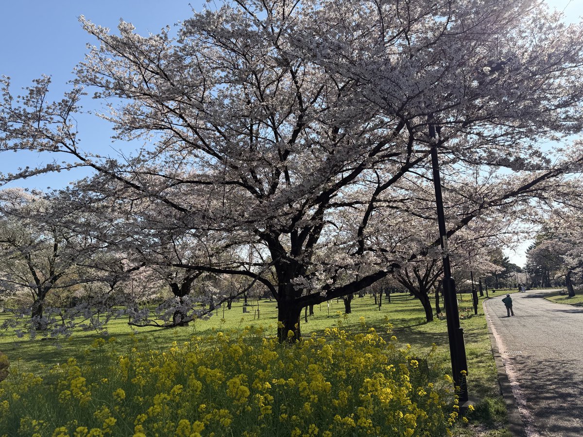 🏮🏮norim🏮 メタバとサマソニ🏮🎄🎍BABYMETAL🎍🎄🏮 tweet media