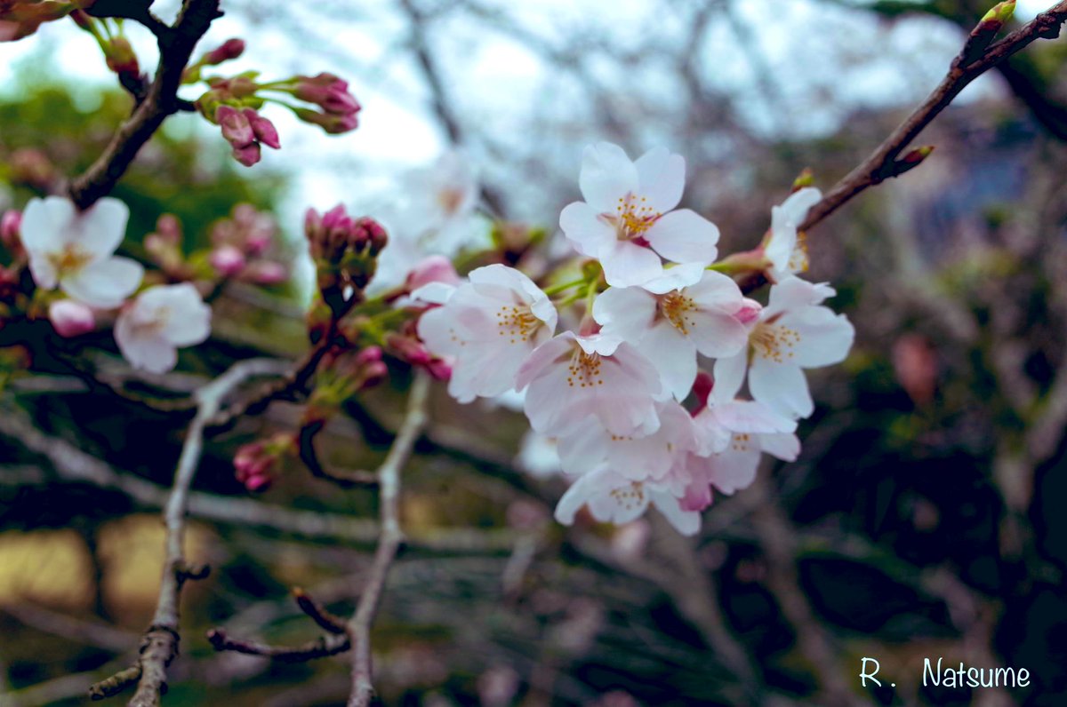 Natsume（R-camera） tweet media