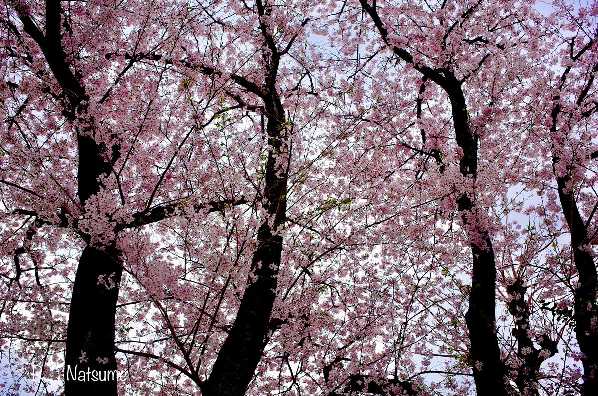 Natsume（R-camera） tweet media