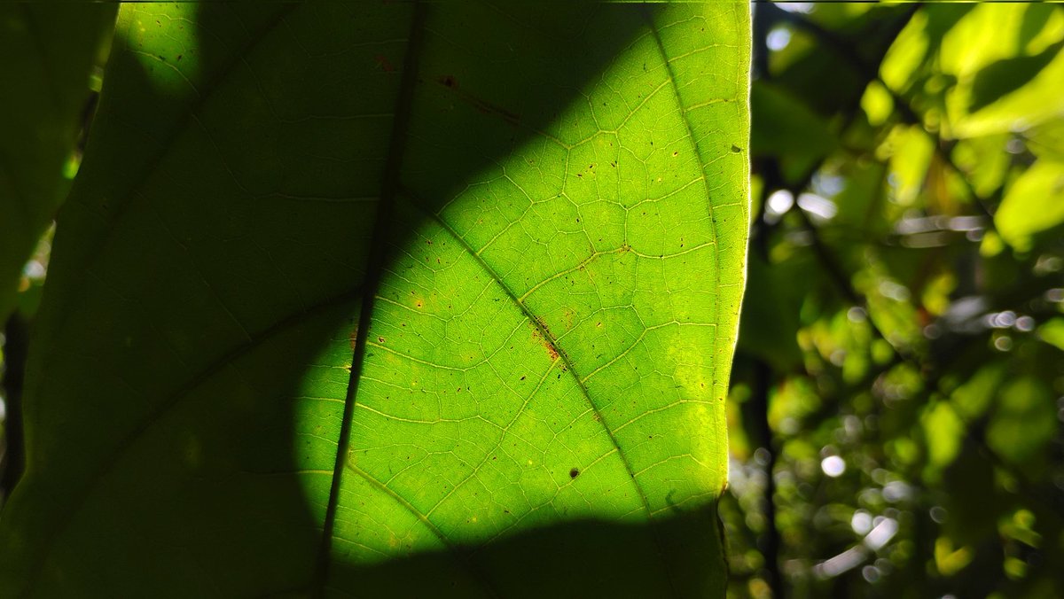 Tydyn Rain St. Clair tweet media