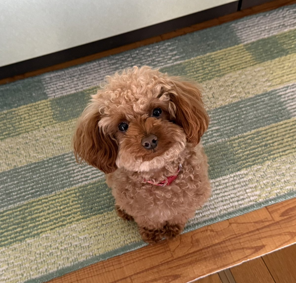 Ojinocchi tweet media