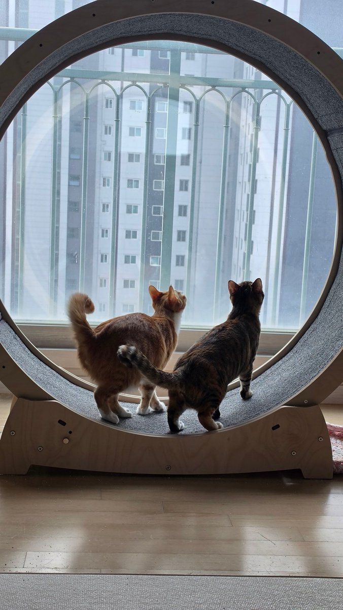 쏠티네나비랑돌비 tweet media