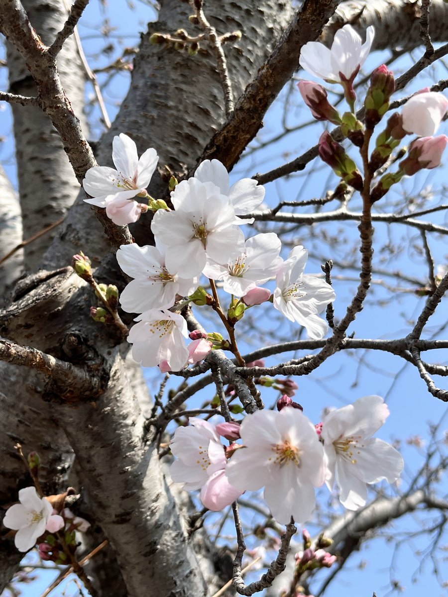 ごえちゃん tweet media