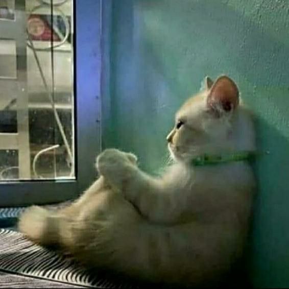 Evernight'nt tweet media