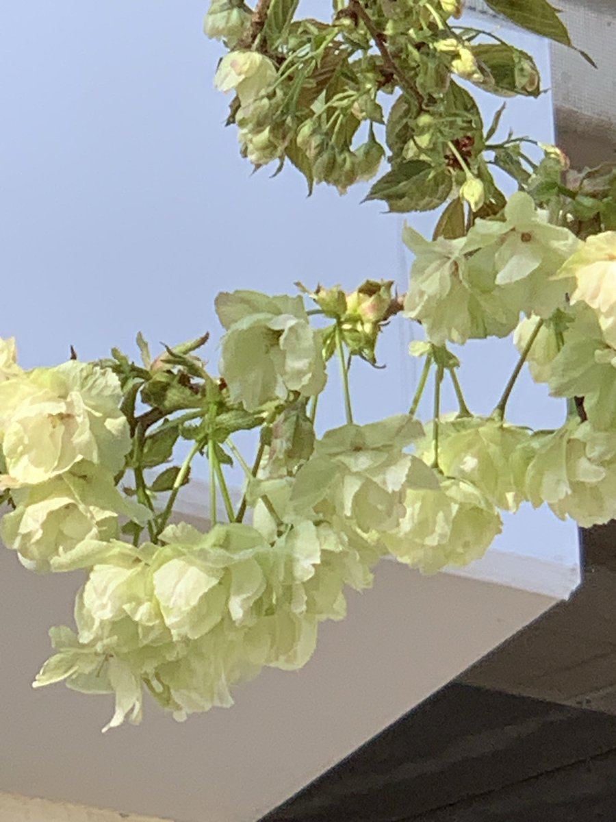 りぷりさん tweet media