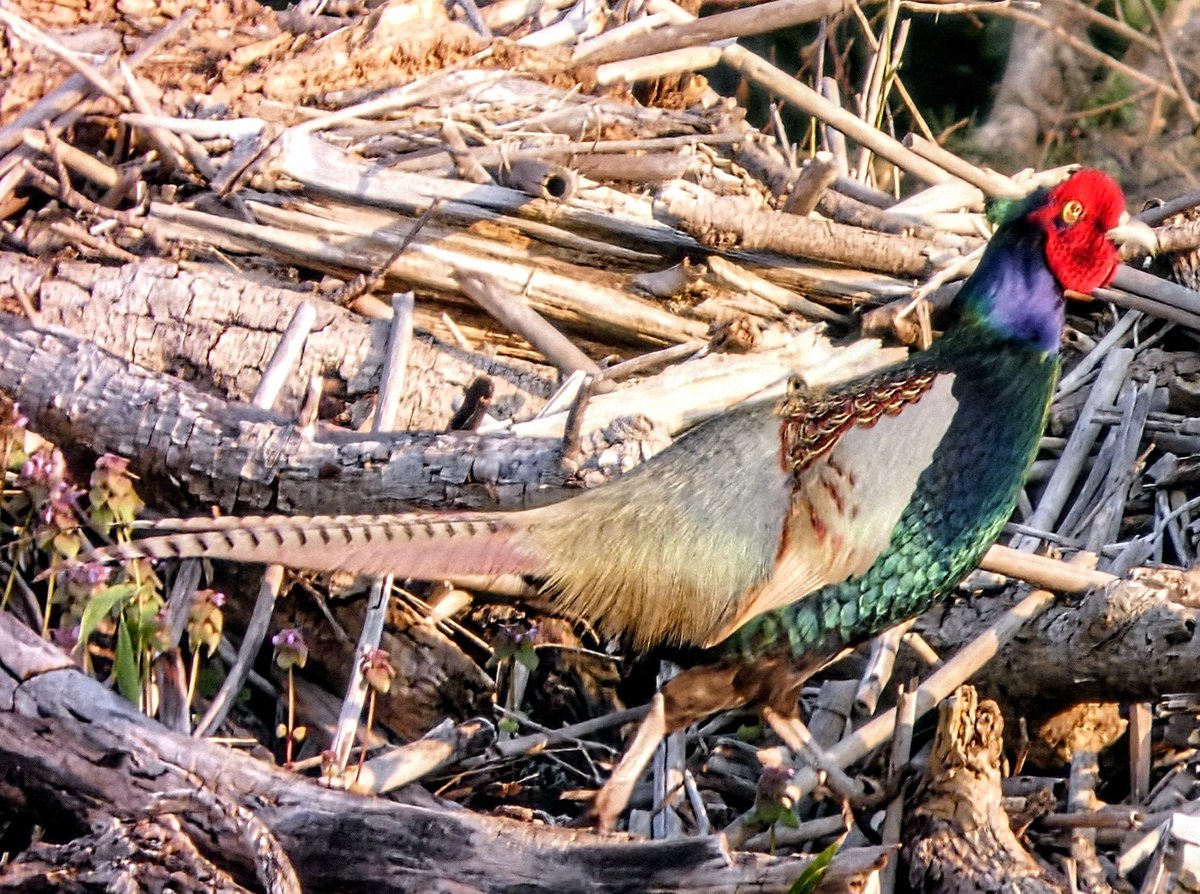 たけなかいさお tweet media